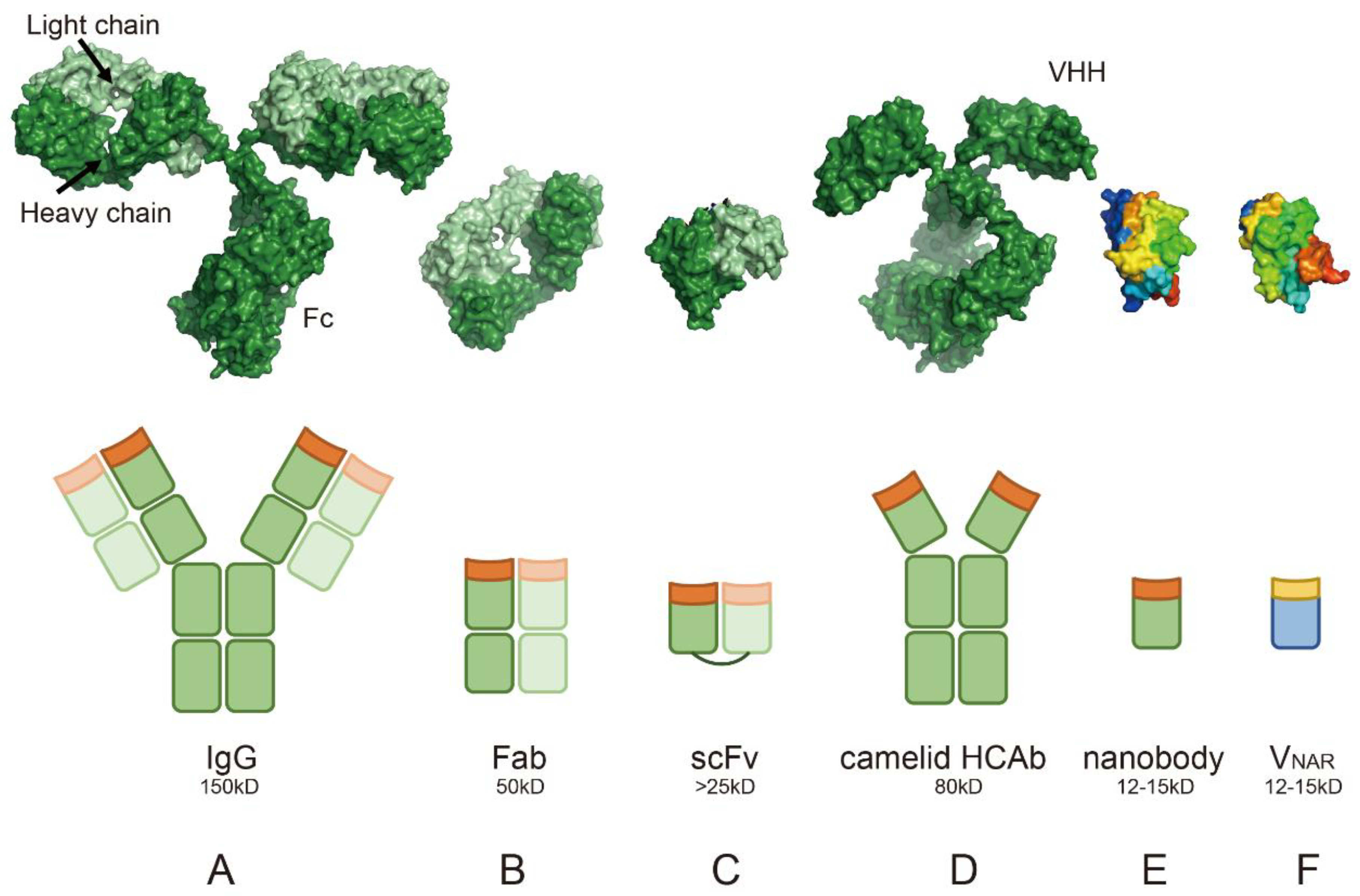 Protein Interaction Chart